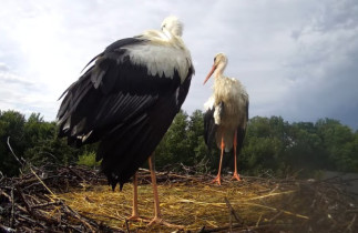 Slika pregleda web-kamere storks Niepołomice